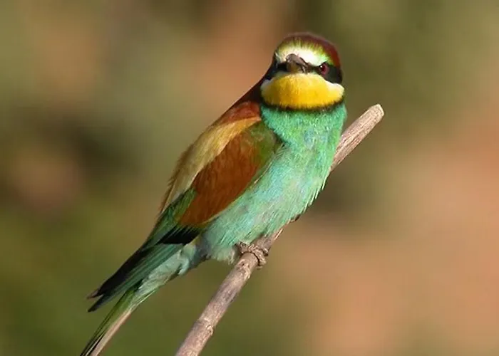 Cortijo Piletas Ξενοδοχείο Ρόντα